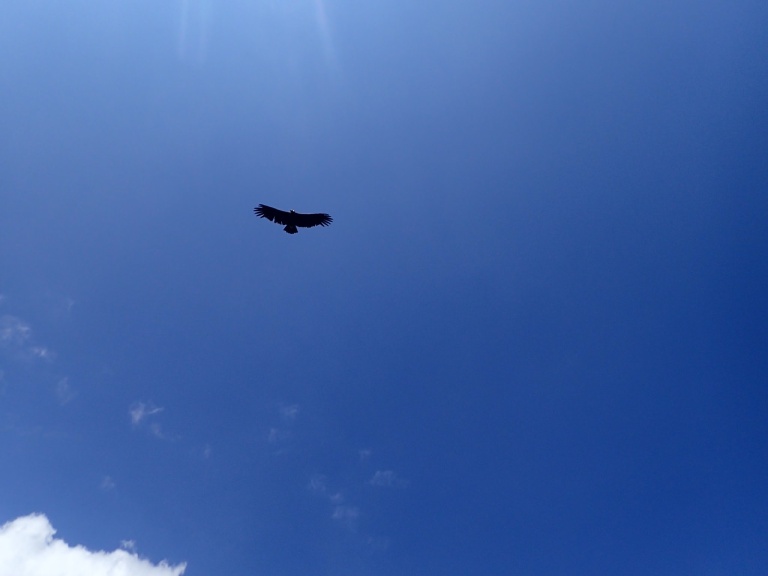 Andean condor, soaring high